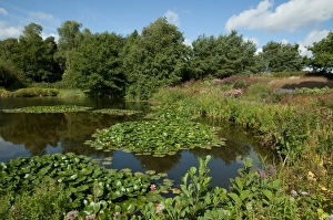 Water Lilies Prints: Large garden pond with waterlilies