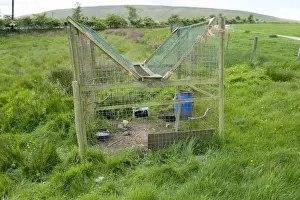 Caught Prints: Large larsen trap used on shooting estate to capture crows, England, may