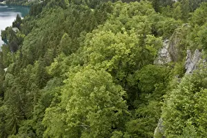Julian Alps Prints: Large-leafed Lime (Tilia platyphyllos) limestone cliff woodland habitat