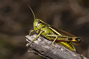 Grasshopper Prints: Large Marsh Grasshopper (Stethophyma grossum) adult