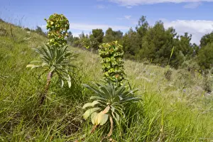 Large Mediterranean Spurge (Euphorbia characias) flowering, growing in open stony habitat, Ile St