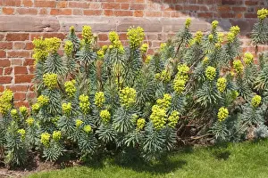 Varieties Prints: Large Mediterranean Spurge (Euphorbia characias) John Tomlinson