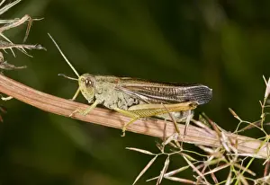 Grasshopper Prints: Large Mountain Grasshopper (Chorthippus scalaris) adult male