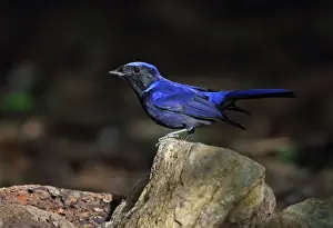 Large Niltava (Niltava grandis grandis) adult male, standing on rock, Doi Lang, Doi Pha Hom Pok N. P