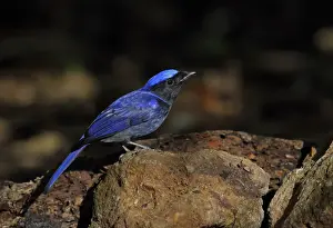 Large Niltava (Niltava grandis grandis) adult male, standing on rock, Doi Lang, Doi Pha Hom Pok N. P