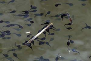Tadpole Prints: Large number of toad tadpoles in Norfolk dyke