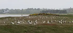 Lesser Prints: Large numbers of Lesser Black backed and Herring Gulls now nest on Havergate Island - Suffolk