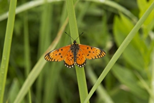 South Africa Prints: Large Orange Acraea (Acraea anacreon) adult, basking on leaf, Royal Natal N. P