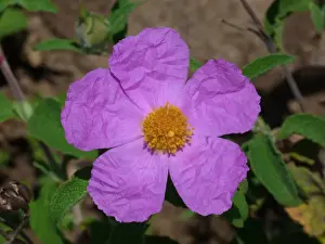 Shrubs Prints: Large Pink Cistus (Cistus incanus) close-up of flower, Corsica, France, April