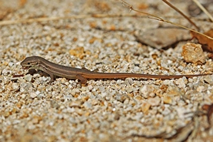 Racer Prints: Large Psammodromus (Psammodromus algirus) adult, feeding, Portugal, october