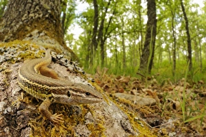 Large Psammodromus (Psammodromus algirus) adult, resting on tree trunk in woodland habitat, Spain, june