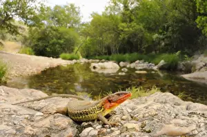 Colour Prints: Large Psammodromus (Psammodromus algirus) adult male