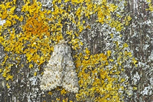 Lichen Prints: Large Ranunculus (Polymixis flavicincta) adult, resting on lichen, Essex, England