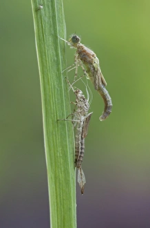 Large Red Damselfly (Pyrrhosoma nymphula) adult, emerging from exuvia at dew pond, Lathkil Dale, Peak District, Derbyshire, England, june