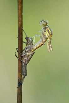 Large Red Damselfly (Pyrrhosoma nymphula) adult, emerging from exuvia, Leicestershire, England, april