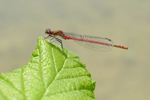 Large Red Damselfly (Pyrrhosoma nymphula) adult, resting on leaf, Italy, july