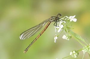 Large Red Damselfly (Pyrrhosoma nymphula) adult, resting on flowerhead, England, april