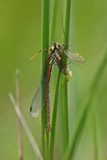 Large Red Damselfly (Pyrrhosoma nymphula) adult, feeding on cranefly prey, Norfolk, England, June