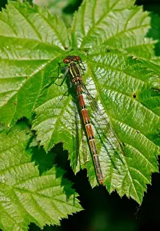 Damselfly Prints: Large Red Damselfly (Pyrrhosoma nymphula) adult female