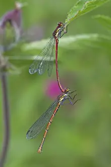Large Red Damselfly (Pyrrhosoma nymphula) adult pair, male holding female with abdomen prior to mating