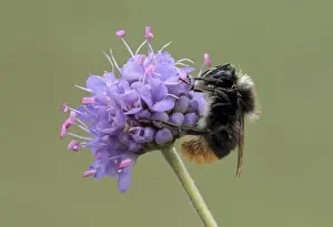 Bumble Bees Prints: Large Red-tailed Bumblebee (Bombus lapidarius) adult