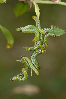 Foodplants Prints: Large Rose Sawfly (Arge pagana) larvae
