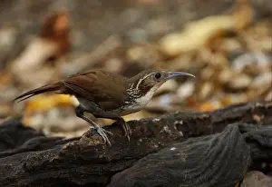 Old World Prints: Large Scimitar-babbler (Pomatorhinus hypoleucos tickelli) adult