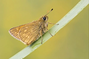 Under Side Prints: Large Skipper (Ochlodes venatus) adult, resting on leaf, Leicestershire, England, june
