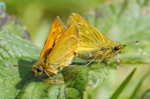 Chilterns Prints: Large Skipper (Ochlodes venatus) adult pair