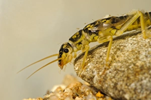 Captive Prints: Large Stonefly (Perla bipinctata) nymph, clinging to pebble underwater, England