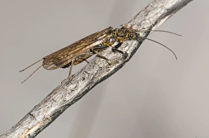 Highland Prints: Large Stonefly (Perlodes microcephala) adult