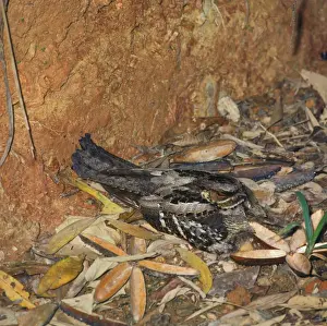 Large-tailed Nightjar (Caprimulgus macrurus) adult, sitting on nest with two young, Australia