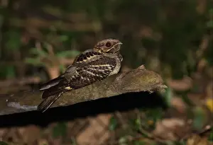 Large-tailed Nightjar (Caprimulgus macrurus bimaculatus) adult, sitting on fallen branch, Kaeng Krachan N. P. Thailand, november