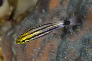 Large-toothed Cardinalfish (Cheilodipterus macrodon) juvenile, swimming, Horseshoe Bay, Nusa Kode, Rinca Island