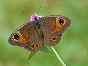 Nectar Prints: Large Wall Brown (Lasiommata maera) adult female