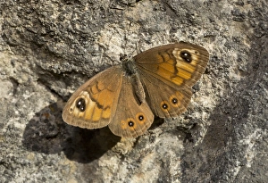 Large Wall Brown (Lasiommata maera) adult male, basking on warm rockface, French Alps, France, September