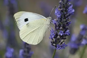 Nectar Prints: Large White Butterfly (Pieris brassicae) adult female
