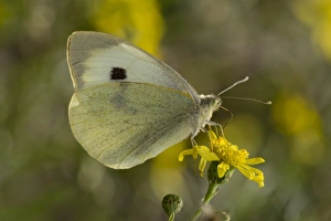 Nectar Prints: Large White Butterfly (Pieris brassicae ssp)