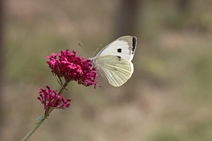Butterfly Prints: Large White Butterfly on red valerian