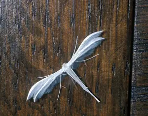 Aanimal Prints: Large White Plume Moth (Pterophorus pentadactyla) Upper wing