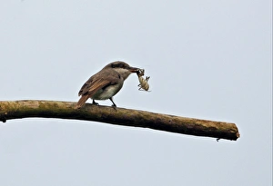 Kaeng Krachan Prints: Large Woodshrike (Tephrodornis gularis) adult