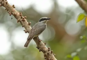 Indochina Prints: Large Woodshrike (Tephrodornis gularis mekongensis) adult