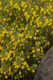 Sardinian Prints: Large Yellow Restharrow (Ononis natrix) flowering, Sardinia, Italy, April