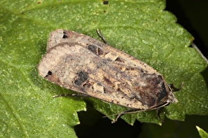 Noctuids Prints: Large Yellow Underwing (Noctua pronuba) adult, resting on leaf, Powys, Wales, july
