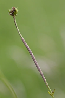 Large Yellow Underwing (Noctua pronuba) egg batch, laid on buttercup stalk in meadow, Powys, Wales, july