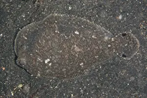 Strait Prints: Largescale Flounder (Engyprosopon grandisquama) adult