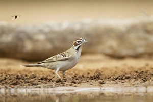 Sparrow Prints: Lark Sparrow (Chondestes grammacus) adult, drinking at pool, South Texas, U. S. A. may
