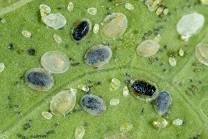 Hymenoptera Prints: Larval scales of cabbage whitefly