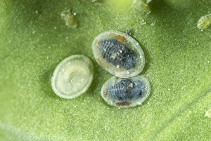 Larval scales of cabbage whitefly, Aleyrodes proletella, parasitised by a parasitoiid wasp, Encarsia tricolor