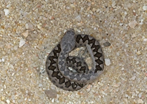 Newly Prints: Latastes Viper (Vipera latasti) newly born young, sloughing skin, Guadarrama N. P